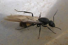 Hormiga carpintera voladora