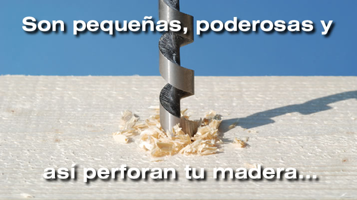 Control de Hormigas Carpinteras
