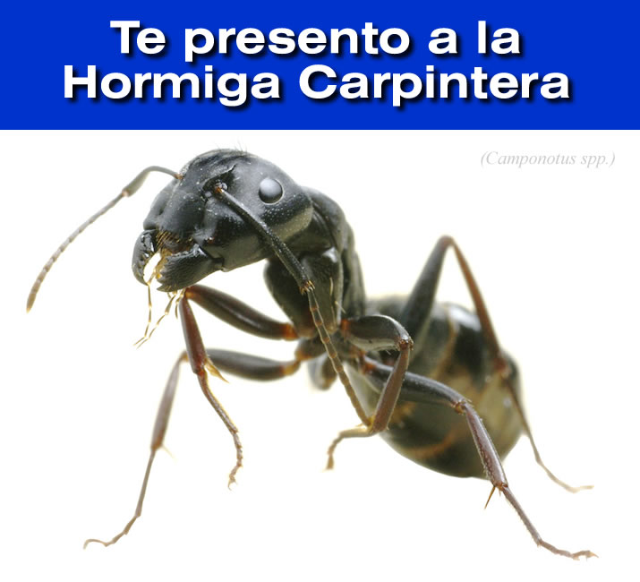 Camponotus Mus.