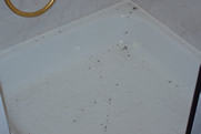 Hormigas carpinteras - Baño