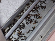 Hormiga carpintera voladora