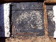 Hormigas carpinteras en los techos