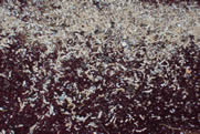 Excretas de rata